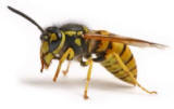 Teesside Pest control for domestic, agricultural and commercial clients.