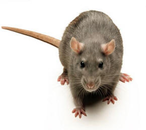 Pest control in the North East. For effective pest control, give Killsect Rodentkill a call today.